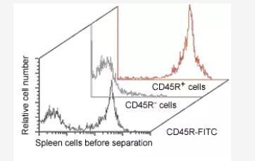 Isolation of B cells from mouse spleen cell suspension using CD45R MicroBeads, a MiniMACS Separator, and an MS Column.
